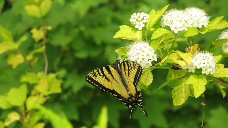 2012-05-27-0477 RBG butterfly